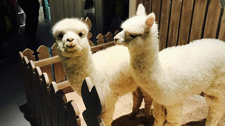 家居賣場開動物樂園，羊駝、土撥鼠等600只動物齊聚